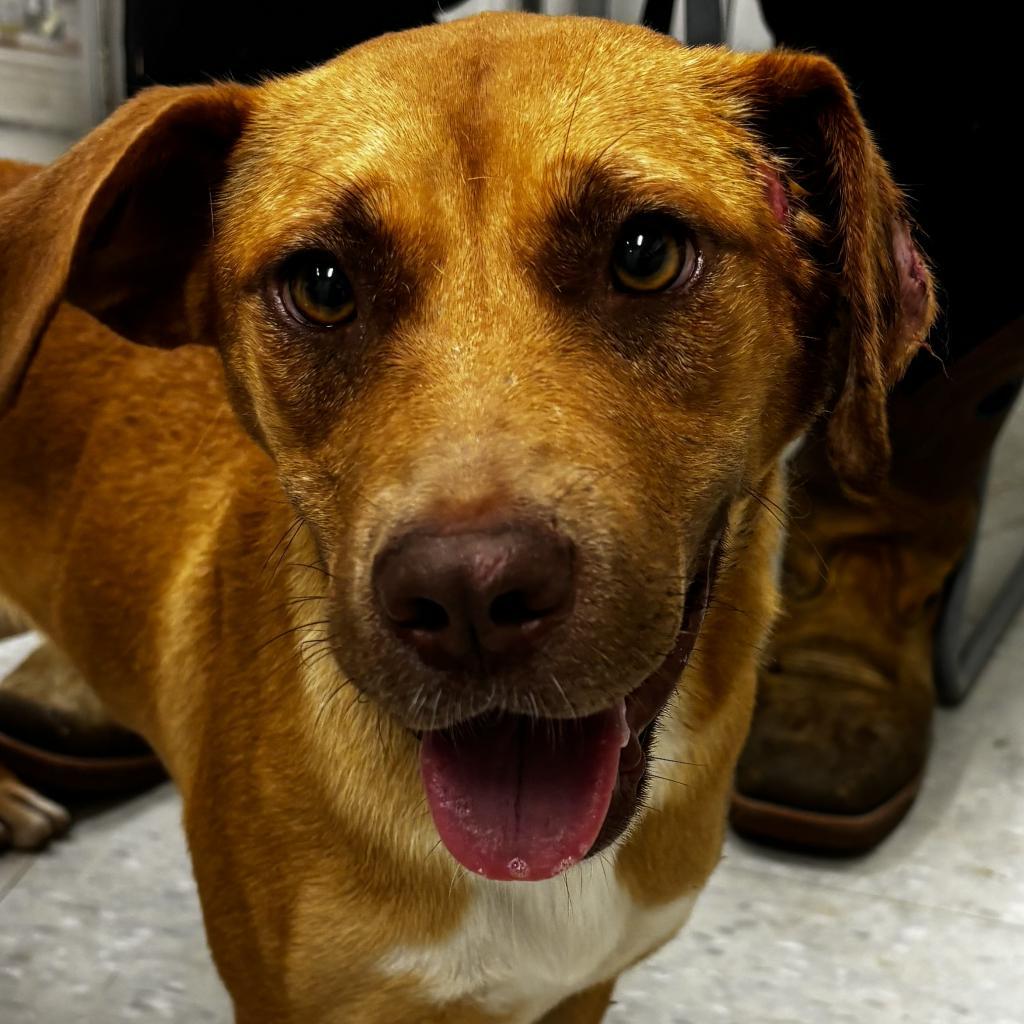 Ariel, an adoptable Terrier in Clarksdale, MS, 38614 | Photo Image 3