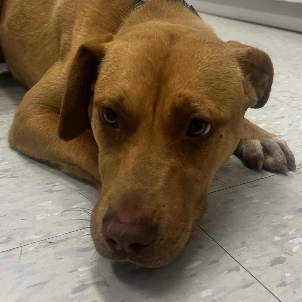 Ariel, an adoptable Terrier in Clarksdale, MS, 38614 | Photo Image 4