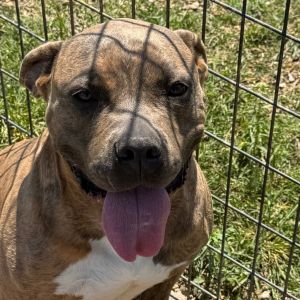 Tiana, Adult Female Terrier
