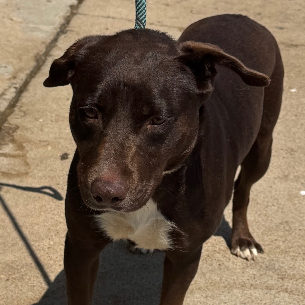 Belle, an adoptable Terrier in Clarksdale, MS, 38614 | Photo Image 1