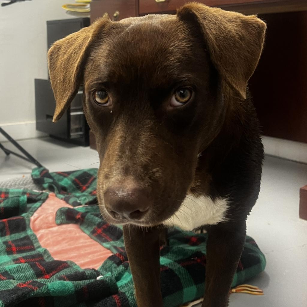 Belle, an adoptable Terrier in Clarksdale, MS, 38614 | Photo Image 2