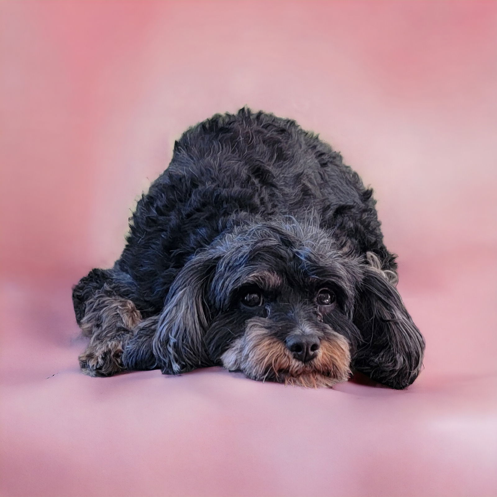 Tensley & Teddy, an adoptable Cavalier King Charles Spaniel, Poodle in Elizabethtown, PA, 17022 | Photo Image 1