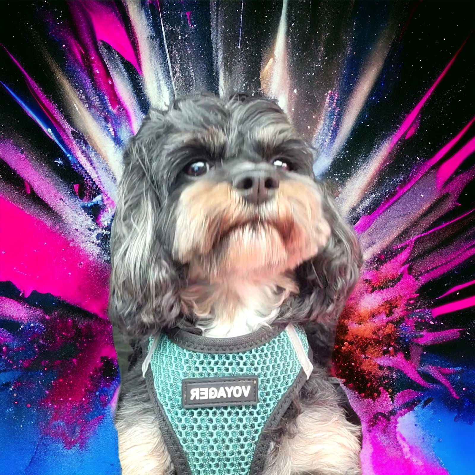 Tensley & Teddy, an adoptable Cavalier King Charles Spaniel, Poodle in Elizabethtown, PA, 17022 | Photo Image 2