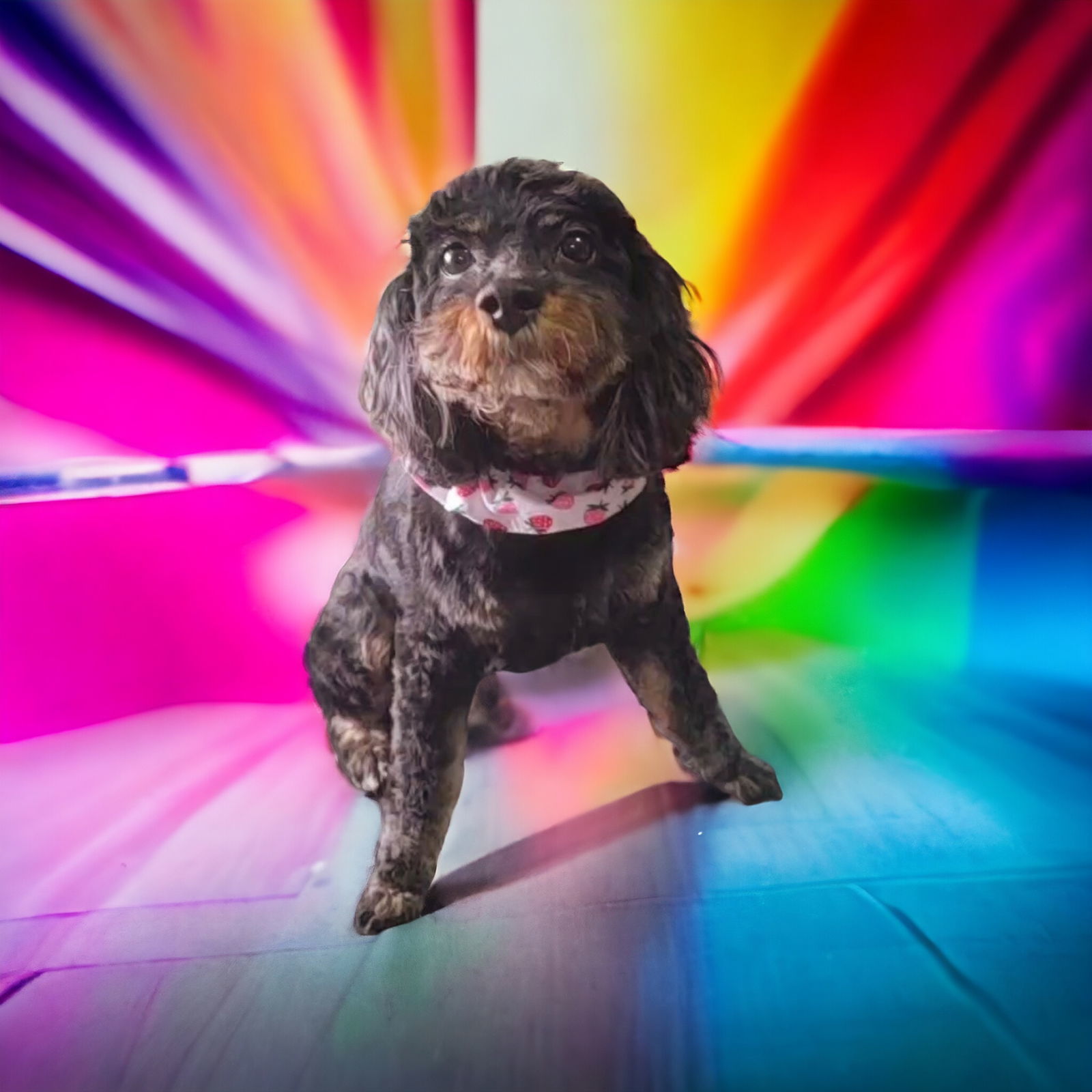 Tensley & Teddy, an adoptable Cavalier King Charles Spaniel, Poodle in Elizabethtown, PA, 17022 | Photo Image 3