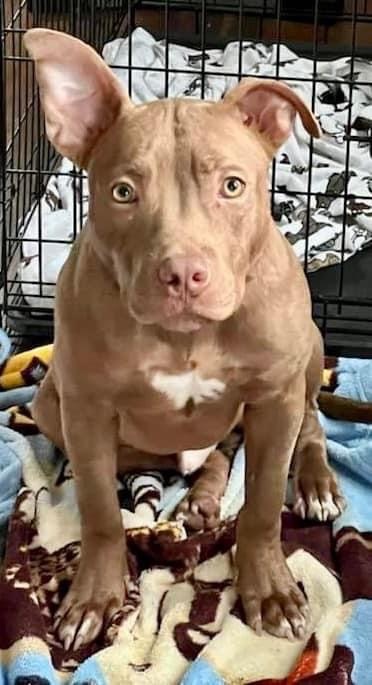 Dog for adoption Peter a Pit Bull Terrier Mix in West Haven CT