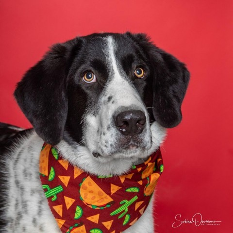 Derp, an adoptable Mixed Breed in Cody, WY, 82414 | Photo Image 1