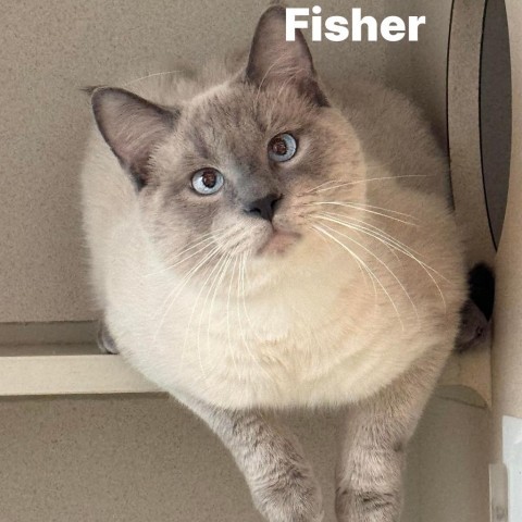 Fisher 240155