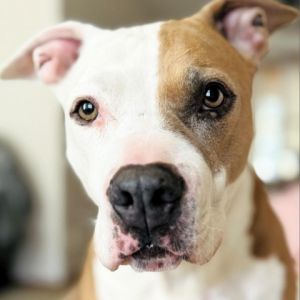 Petfinder dogs for hot sale adoption near me