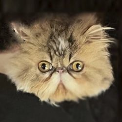 Long haired cats for adoption hot sale near me