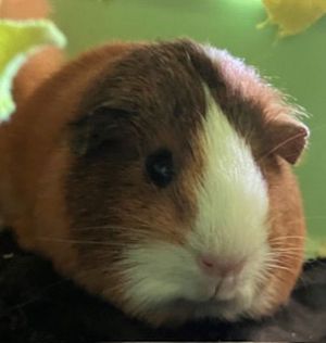 Gizmo &amp; Rue, Adult Female unknown