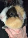 Gizmo &amp; Rue photo 3
