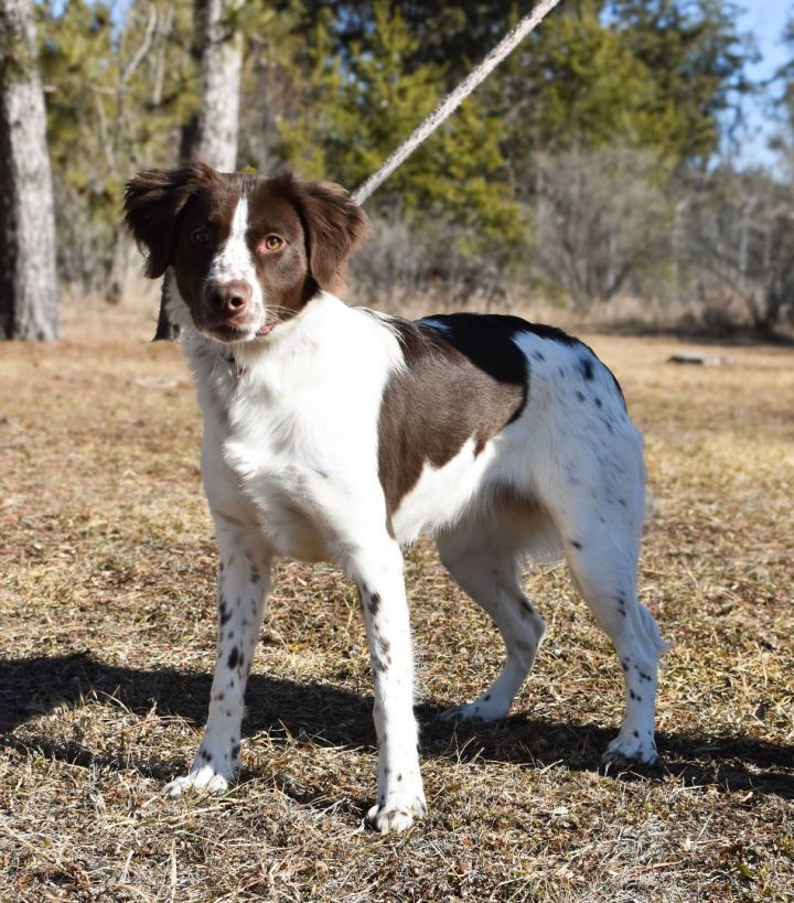 Petfinder english 2024 springer spaniel