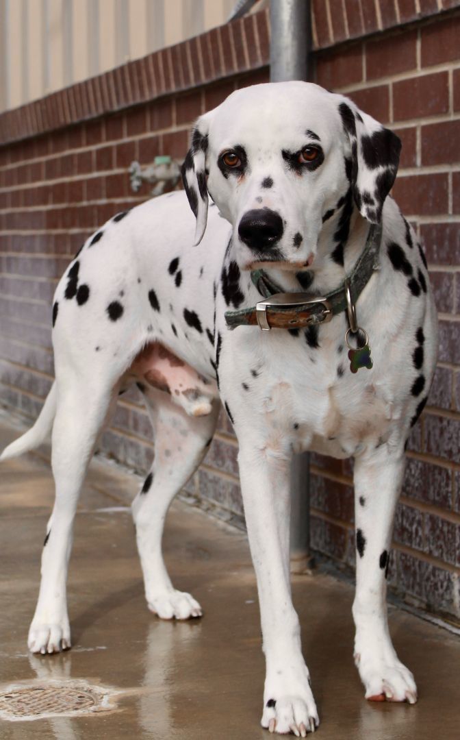 Dog for adoption Orrin, a Dalmatian in McPherson, KS Petfinder