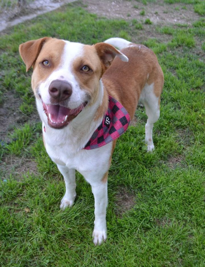 Dog for adoption T Mobile a Labrador Retriever Mix in Beaumont