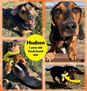 1 year old dogs for adoption near me cheap