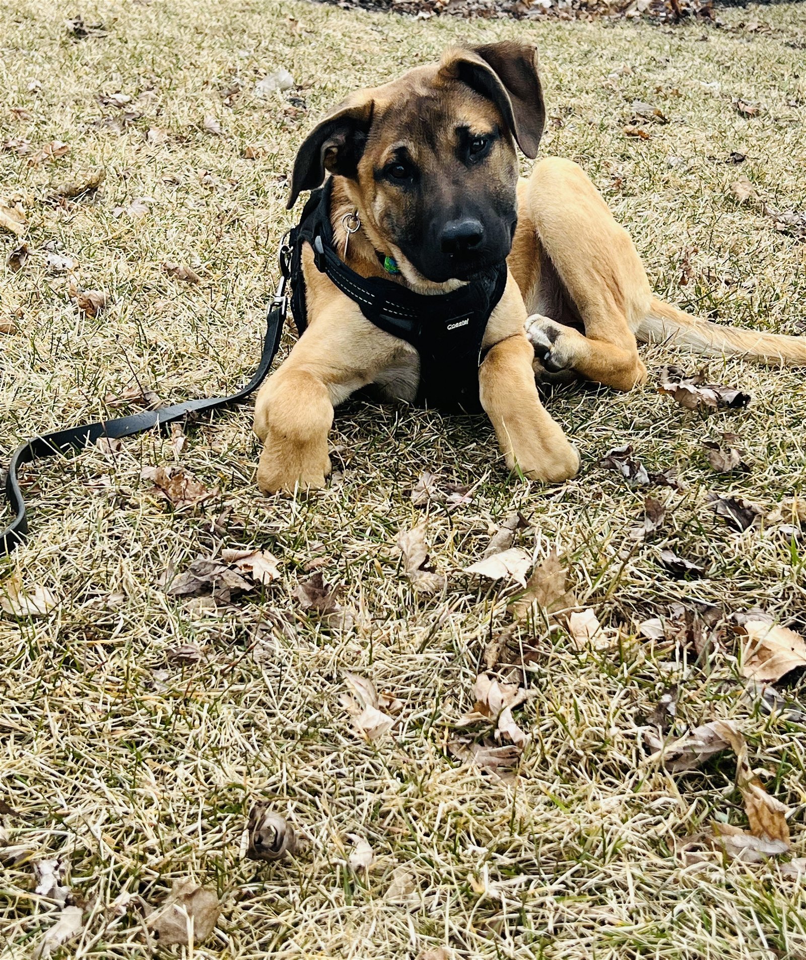 Peech, an adoptable German Shepherd Dog, Bullmastiff in Princeton, MN, 55371 | Photo Image 2