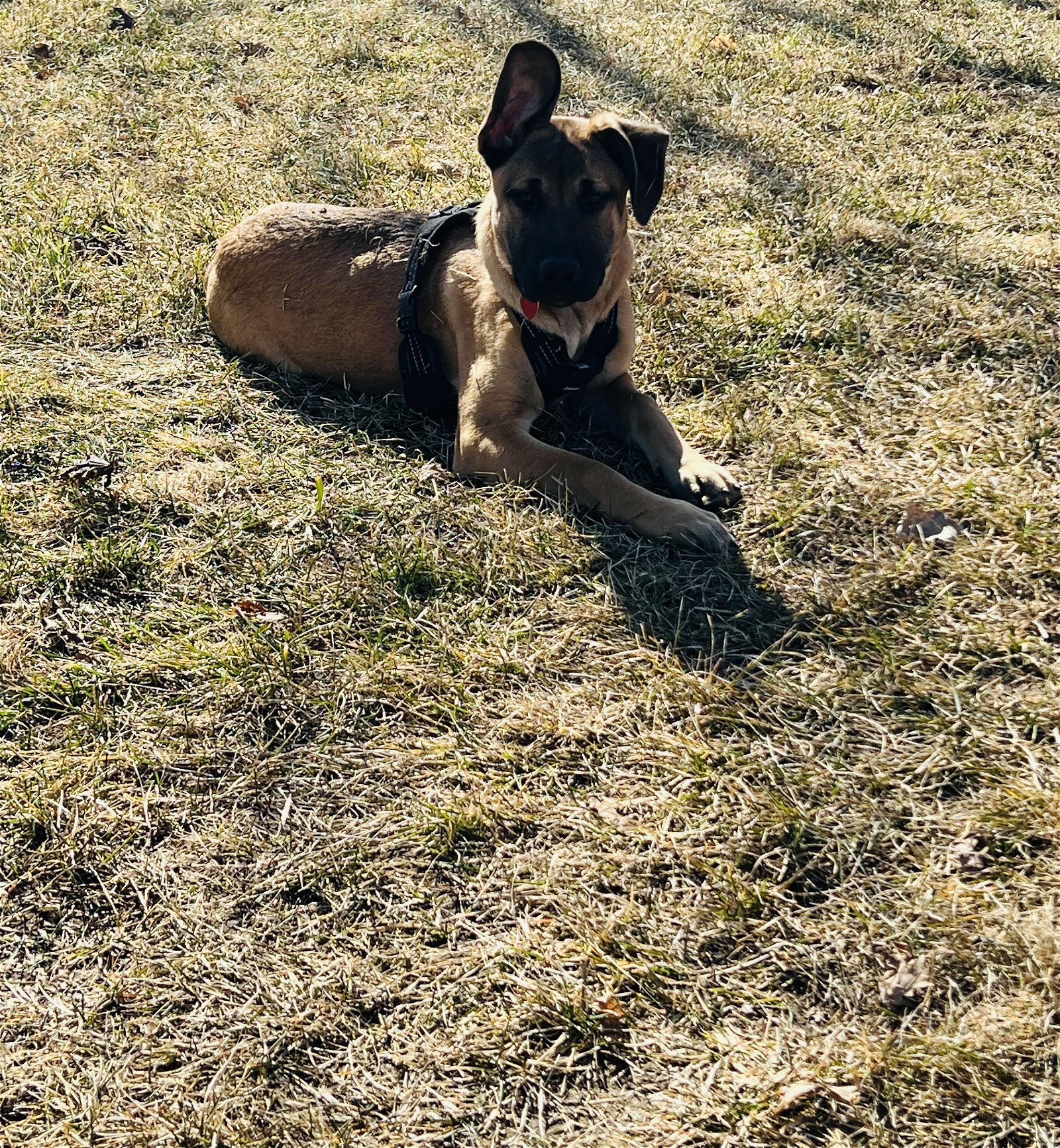 Peech, an adoptable German Shepherd Dog, Bullmastiff in Princeton, MN, 55371 | Photo Image 3