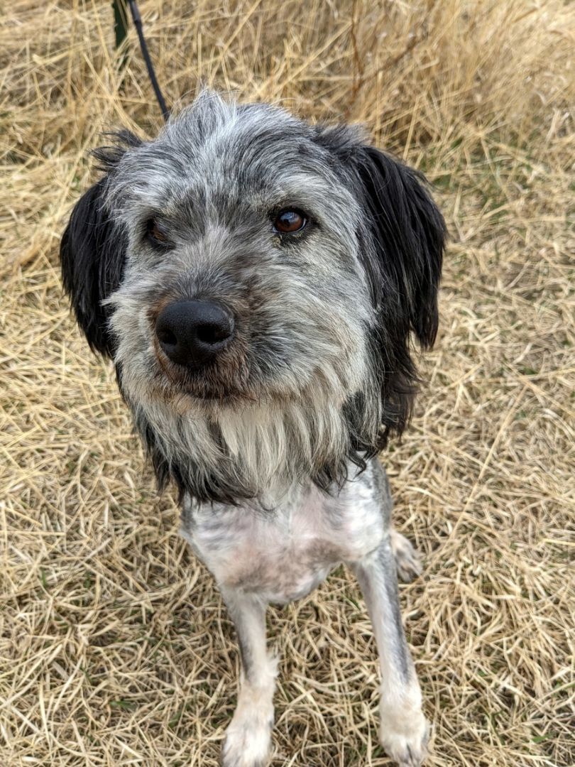 Plata, an adoptable German Wirehaired Pointer in Sheridan, WY, 82801 | Photo Image 1