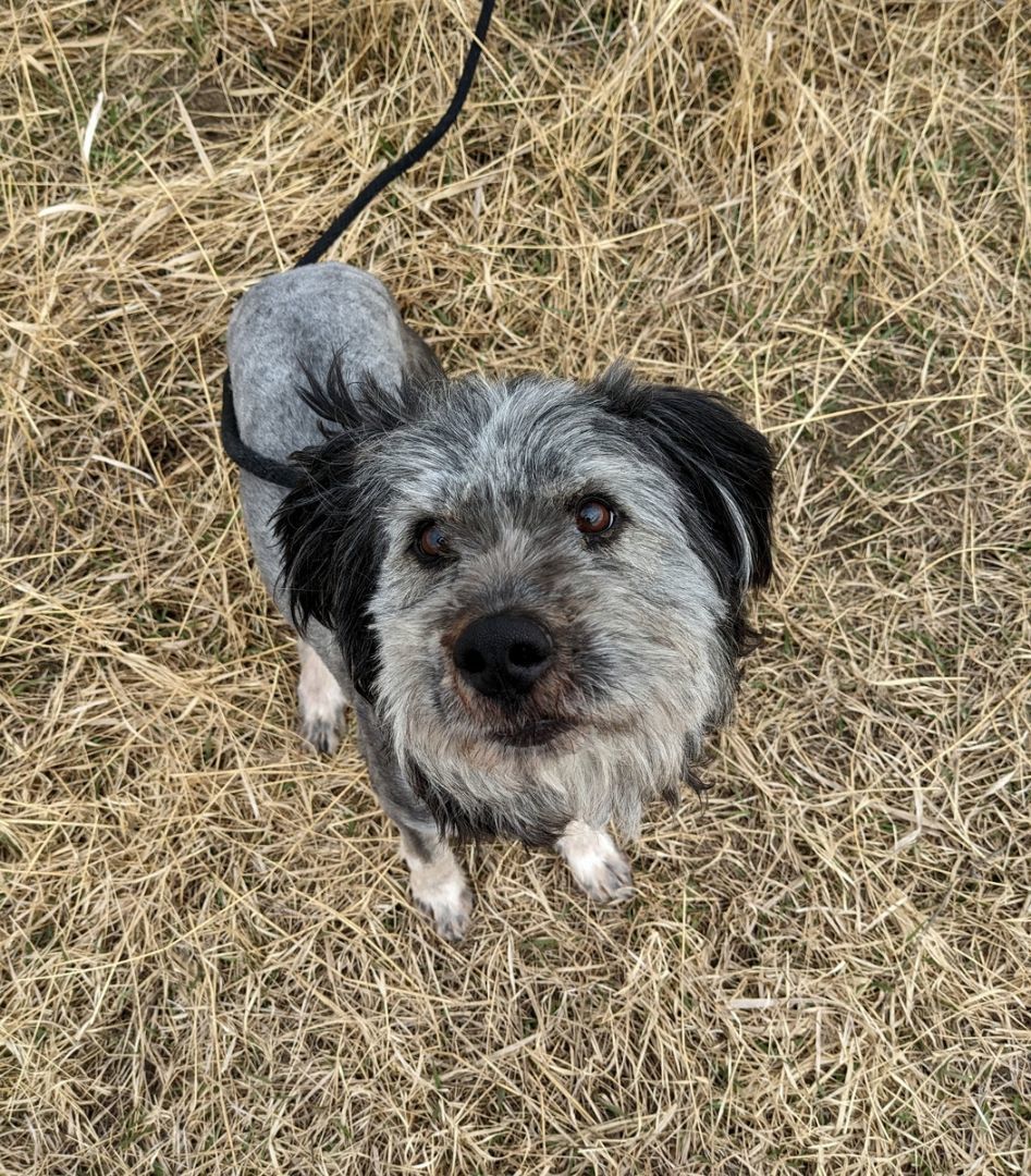 Plata, an adoptable German Wirehaired Pointer in Sheridan, WY, 82801 | Photo Image 2