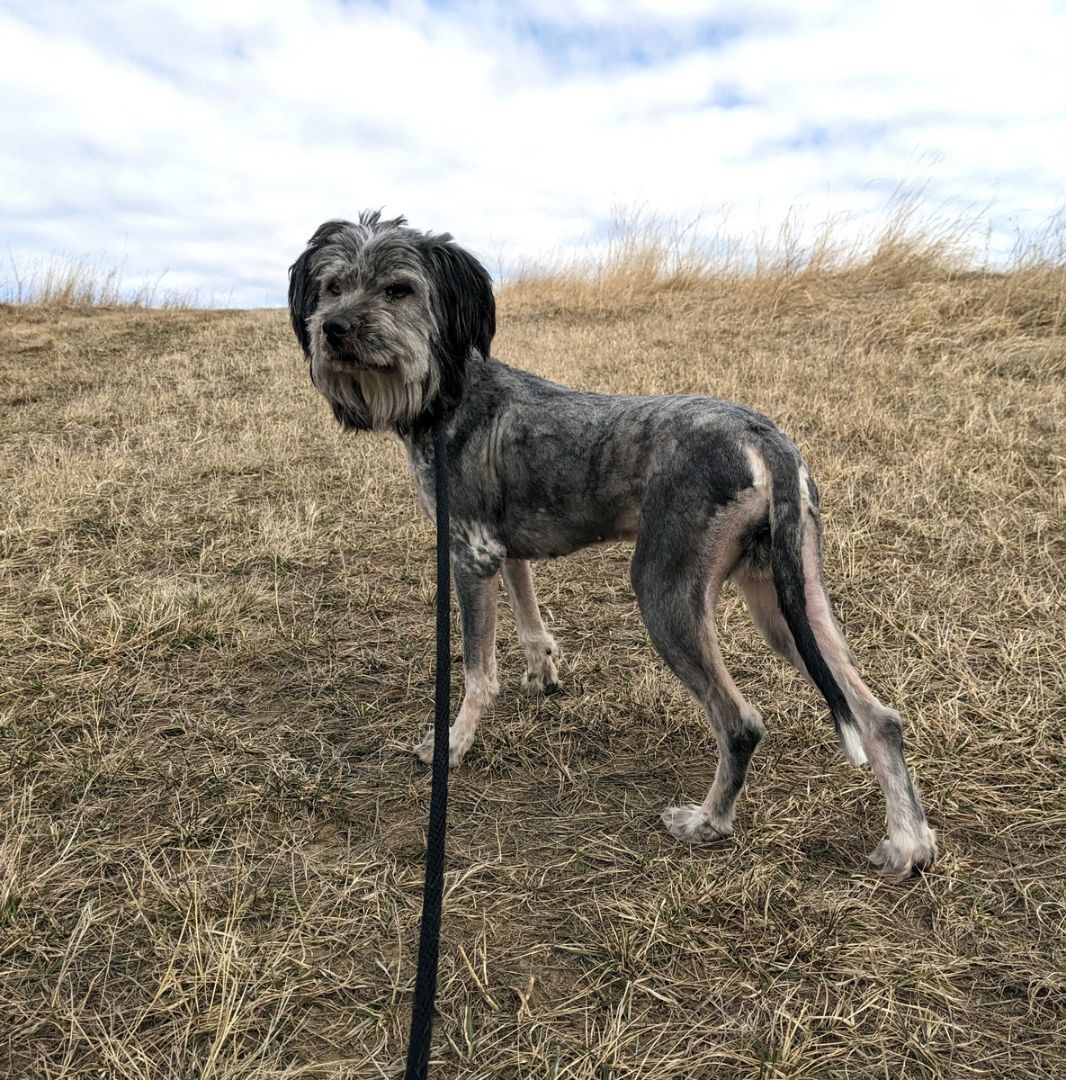 Plata, an adoptable German Wirehaired Pointer in Sheridan, WY, 82801 | Photo Image 3