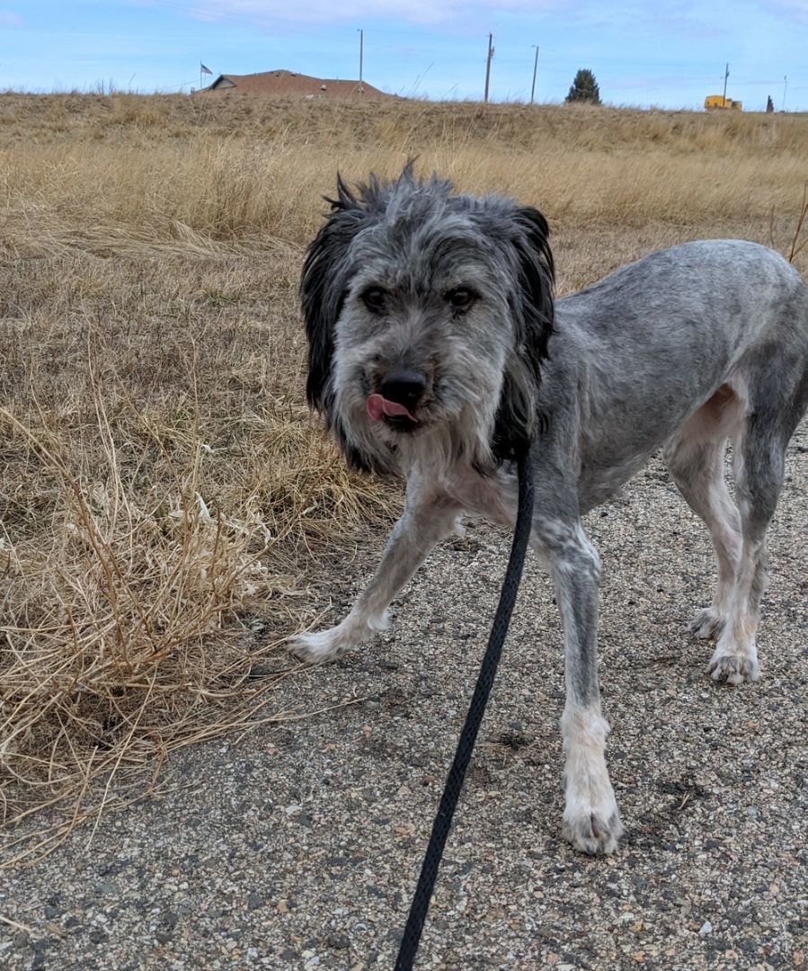 Plata, an adoptable German Wirehaired Pointer in Sheridan, WY, 82801 | Photo Image 4