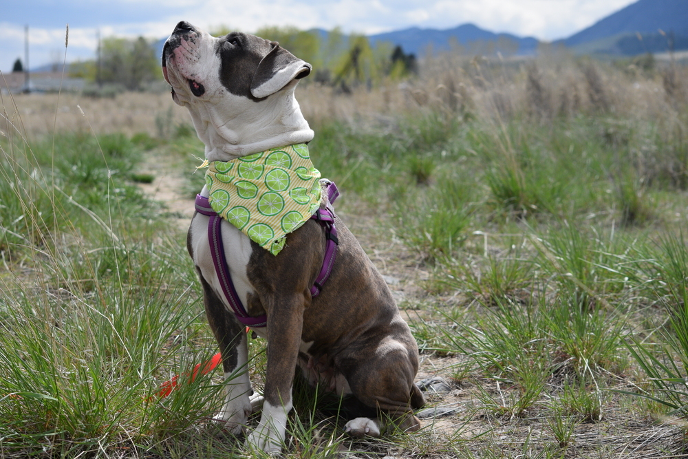 Khaleesi, an adoptable Pit Bull Terrier in Salmon, ID, 83467 | Photo Image 4