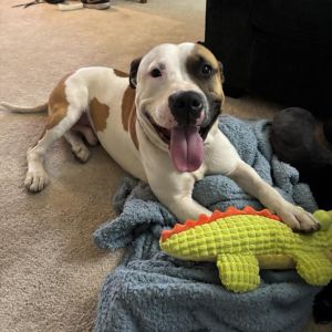 Booker T, Adult Male unknown