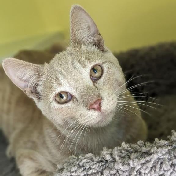 Extra large store cats for adoption