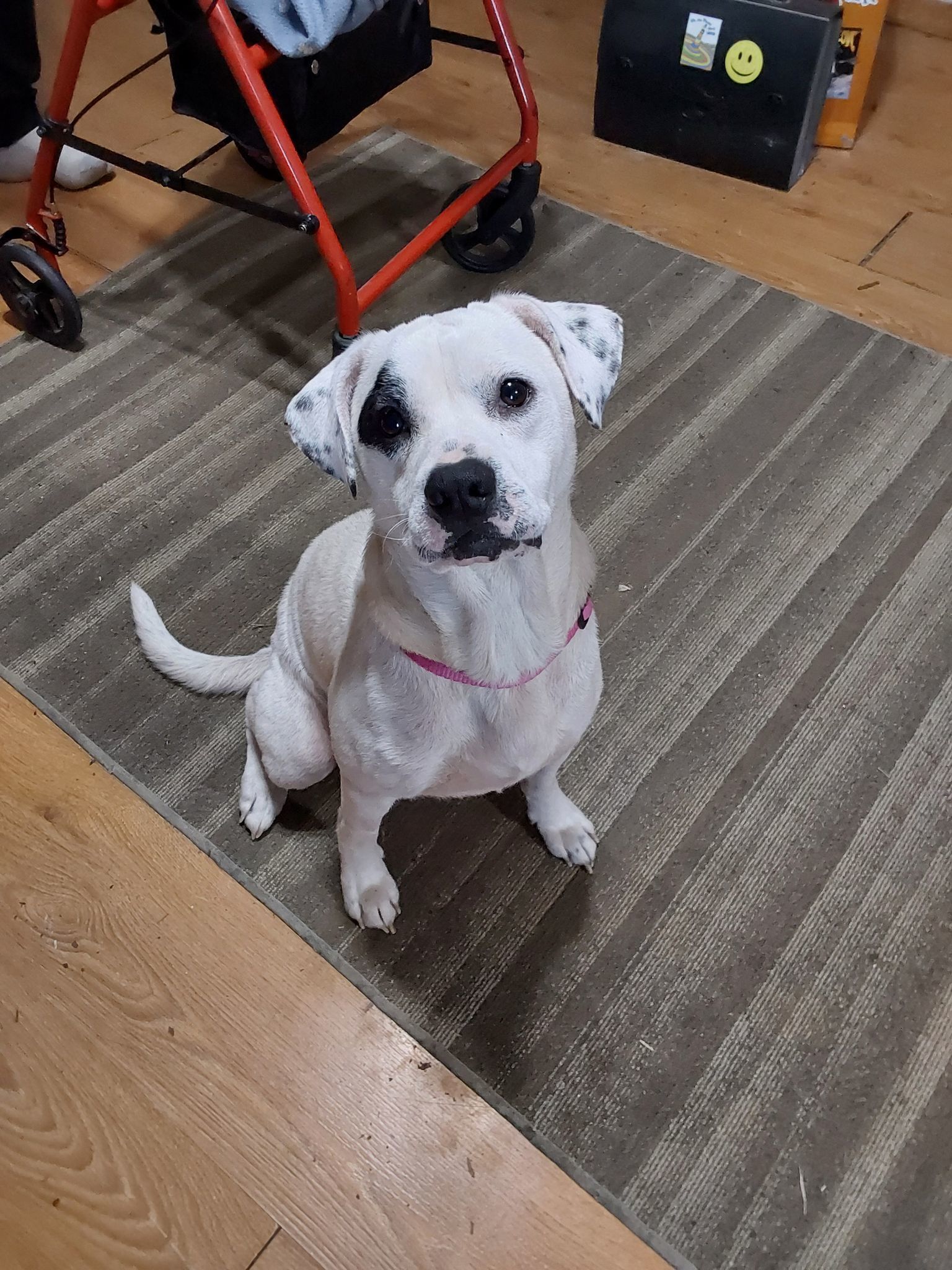 Ruby, an adoptable Boxer, Beagle in Midway, UT, 84049 | Photo Image 1