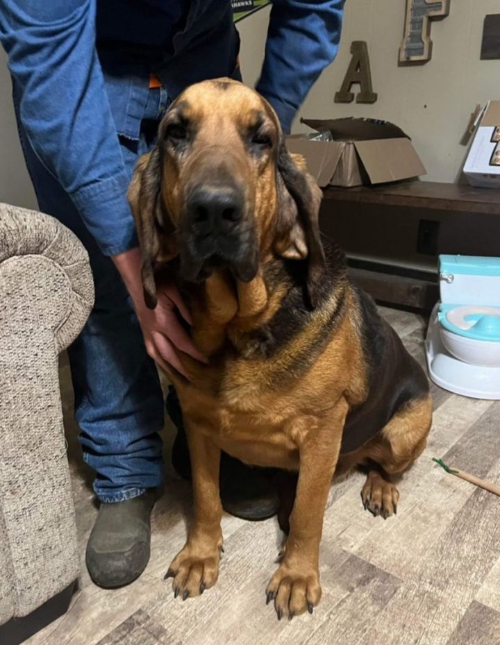 Petfinder bloodhound hot sale