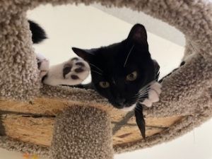 Little Momo, Young Female Domestic Short Hair