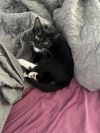Little Momo photo 2