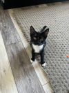 Little Momo photo 5