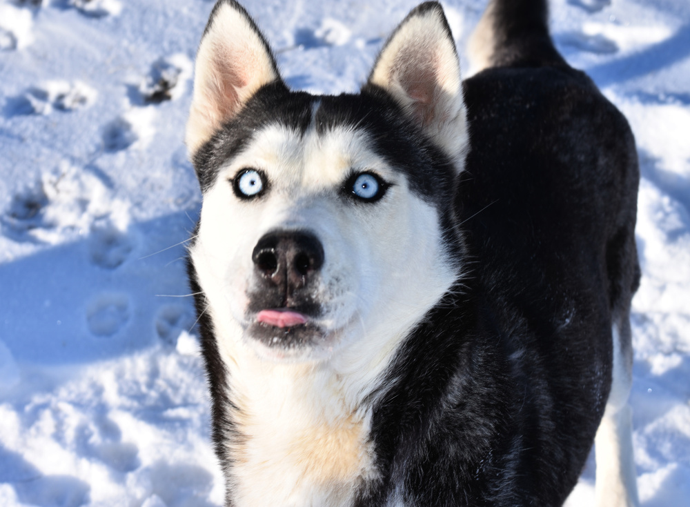 Patty, an adoptable Husky in Dodson, MT, 59524 | Photo Image 1