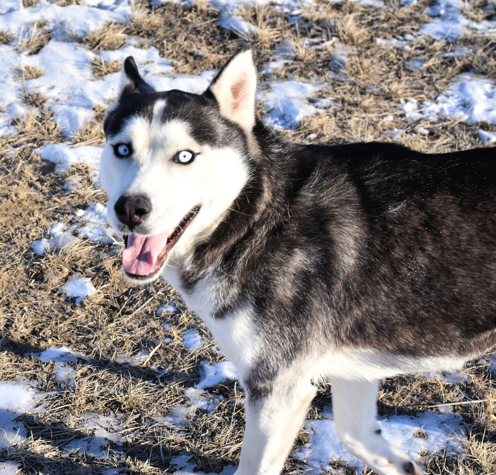 Patty, an adoptable Husky in Dodson, MT, 59524 | Photo Image 2
