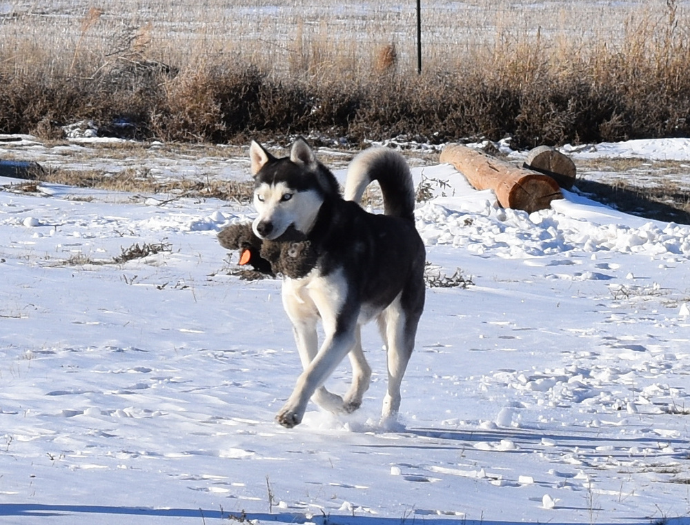 Patty, an adoptable Husky in Dodson, MT, 59524 | Photo Image 3