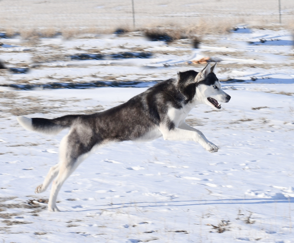 Patty, an adoptable Husky in Dodson, MT, 59524 | Photo Image 4