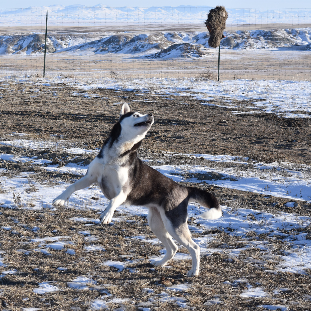 Patty, an adoptable Husky in Dodson, MT, 59524 | Photo Image 5