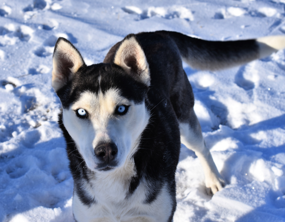 Patty, an adoptable Husky in Dodson, MT, 59524 | Photo Image 6