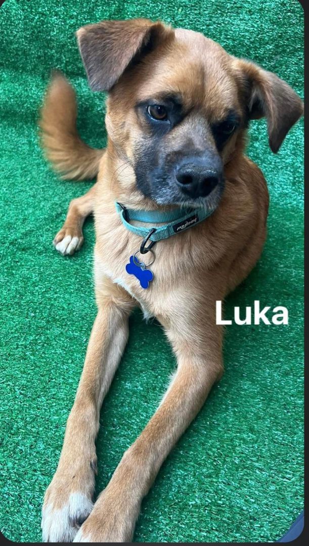 Luka, an adoptable Puggle, Boxer in San Ysidro, CA, 92173 | Photo Image 5