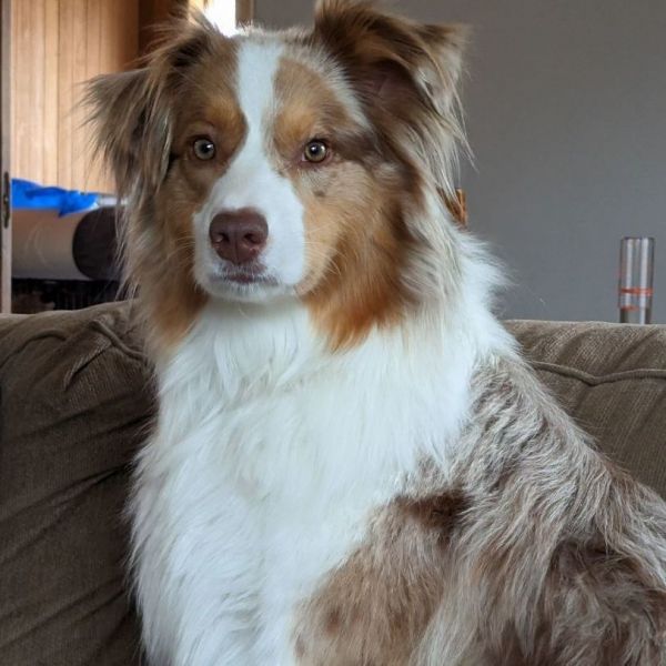 Northwest hot sale aussie rescue