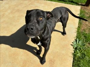 CHIEF Labrador Retriever Dog