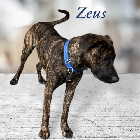 Zeus detail page