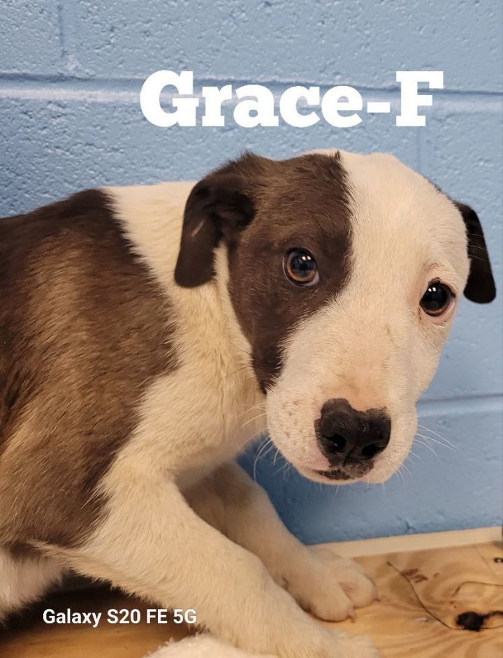 Dog for adoption Grace a Terrier Mix in Guntersville AL