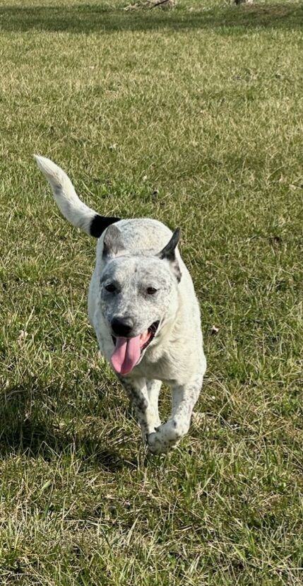 Blue heeler best sale dotson mix