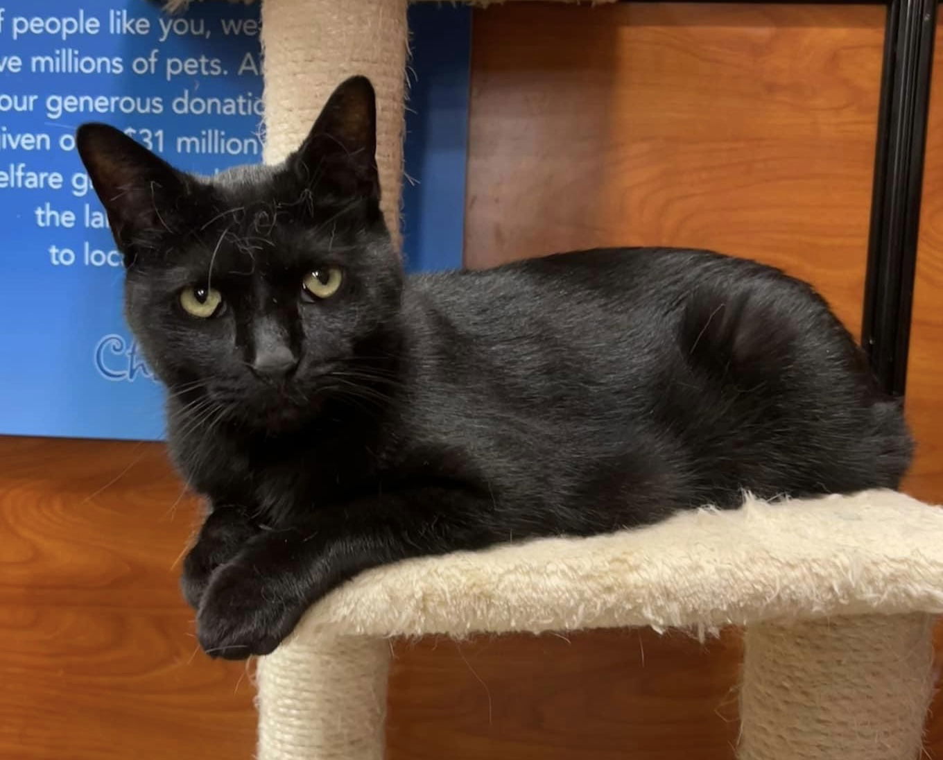 Rasta, an adoptable Domestic Short Hair in Oxford, MS, 38655 | Photo Image 2