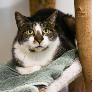 Monty, Adult Male unknown