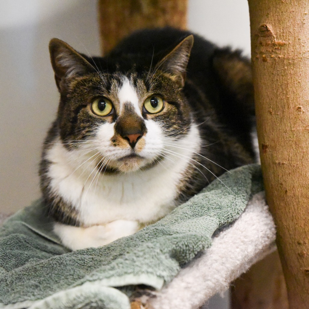 Monty, an adoptable Domestic Short Hair in East Hampton, NY, 11937 | Photo Image 1