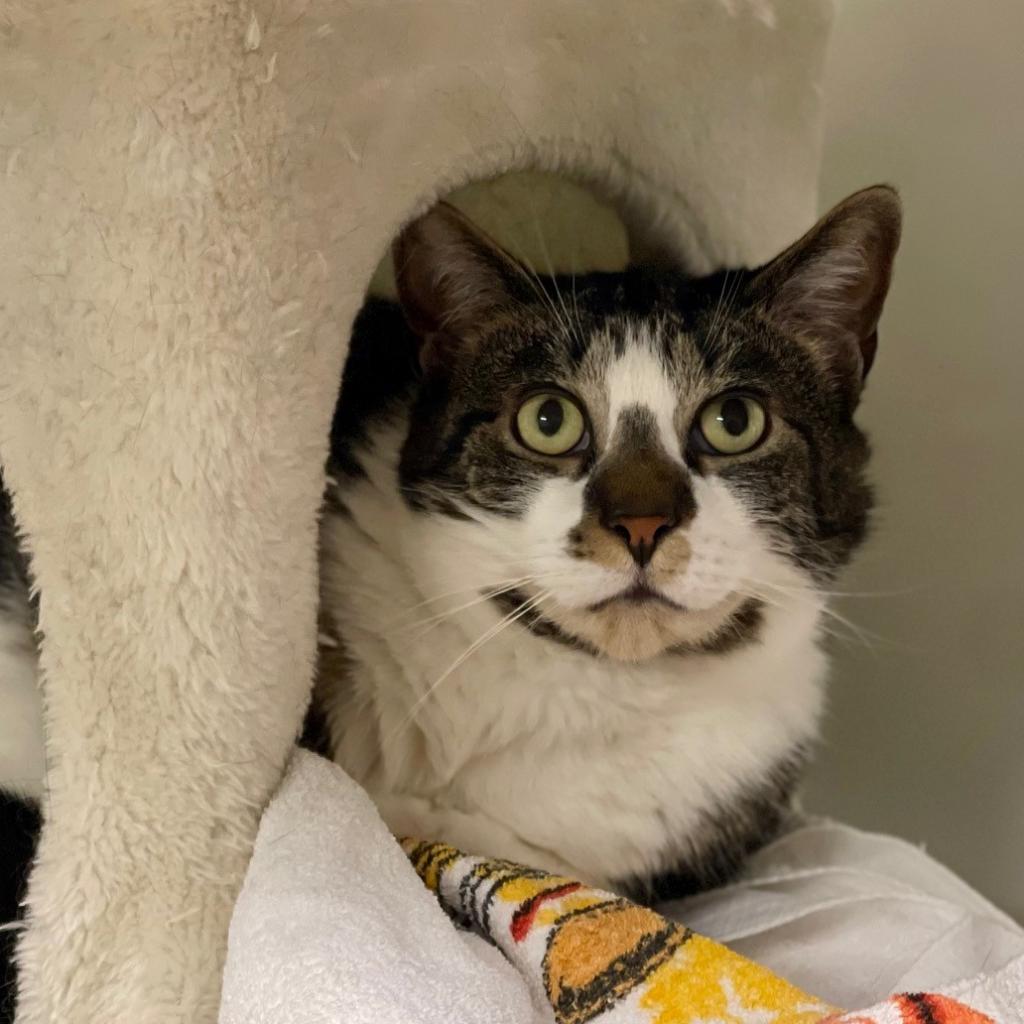 Monty, an adoptable Domestic Short Hair in East Hampton, NY, 11937 | Photo Image 2