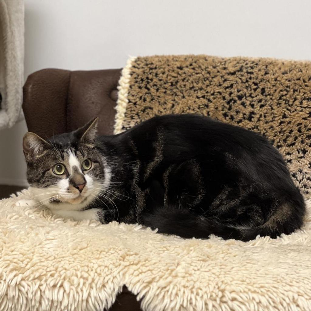 Monty, an adoptable Domestic Short Hair in East Hampton, NY, 11937 | Photo Image 3